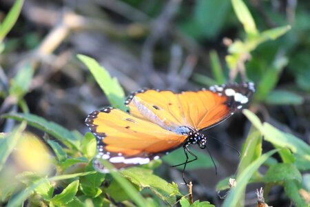 Beauty nature natural