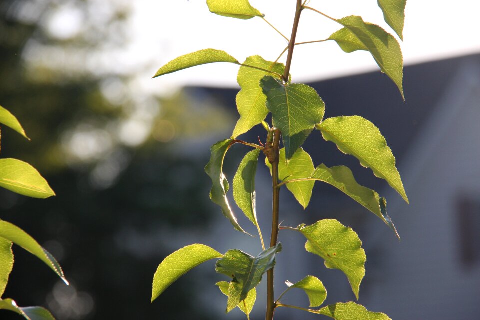Sunlight on leaves blurry background macro photography