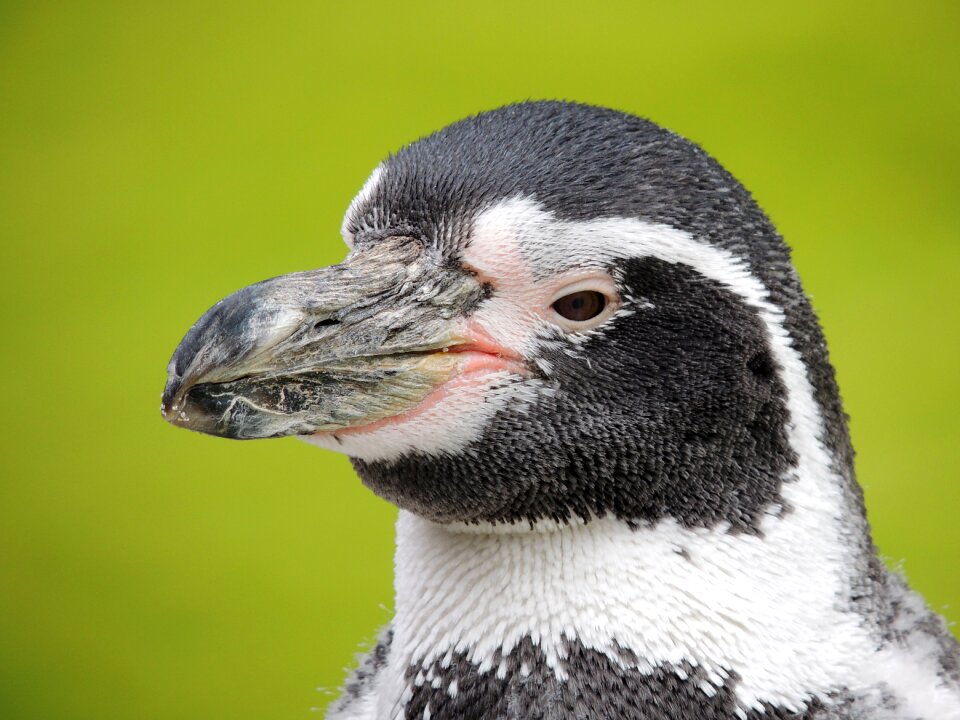 Penguin water bird bird