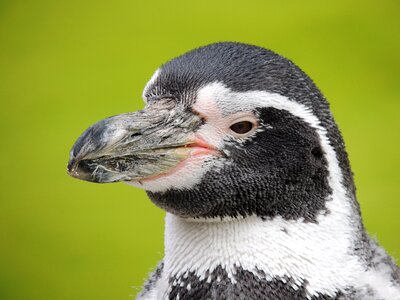 Penguin water bird bird
