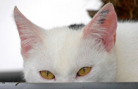 Pet animal white photo