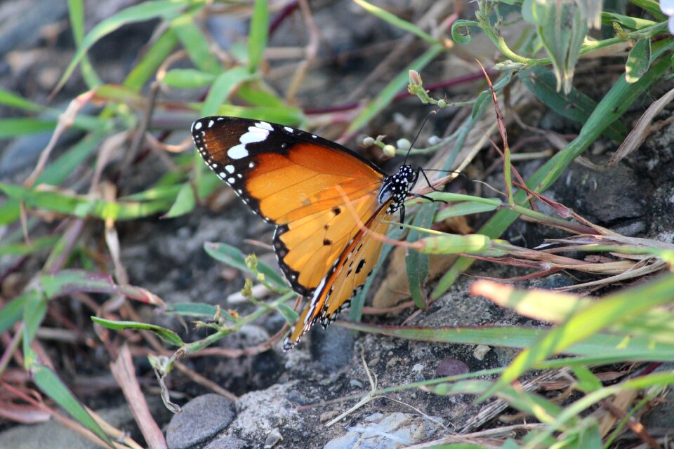 Beauty nature natural