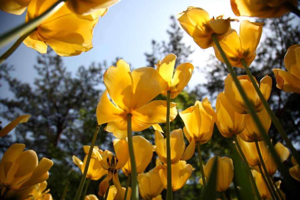 Nature garden arboretum