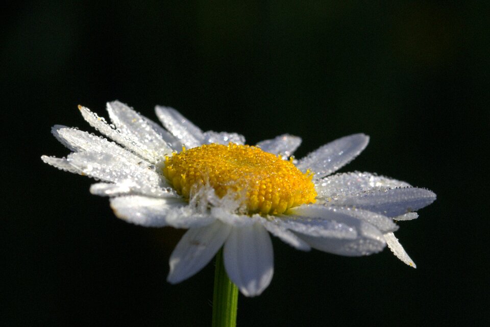Blossom bloom plant