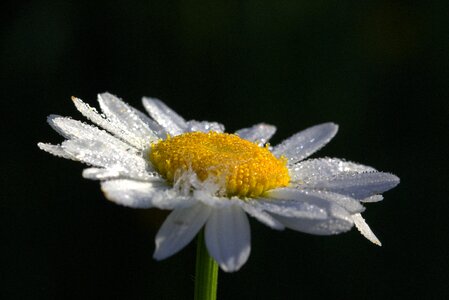 Blossom bloom plant
