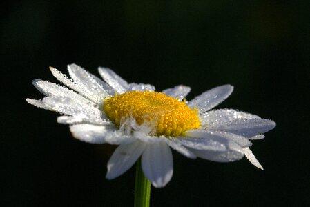 Blossom bloom plant photo