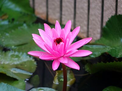 Early in the morning dew pink