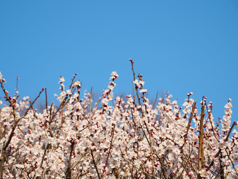 Plum blossoms in full bloom wood