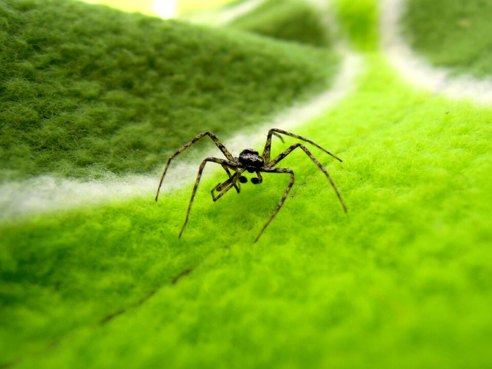Insect nature animal