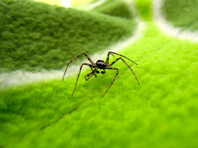 Insect nature animal