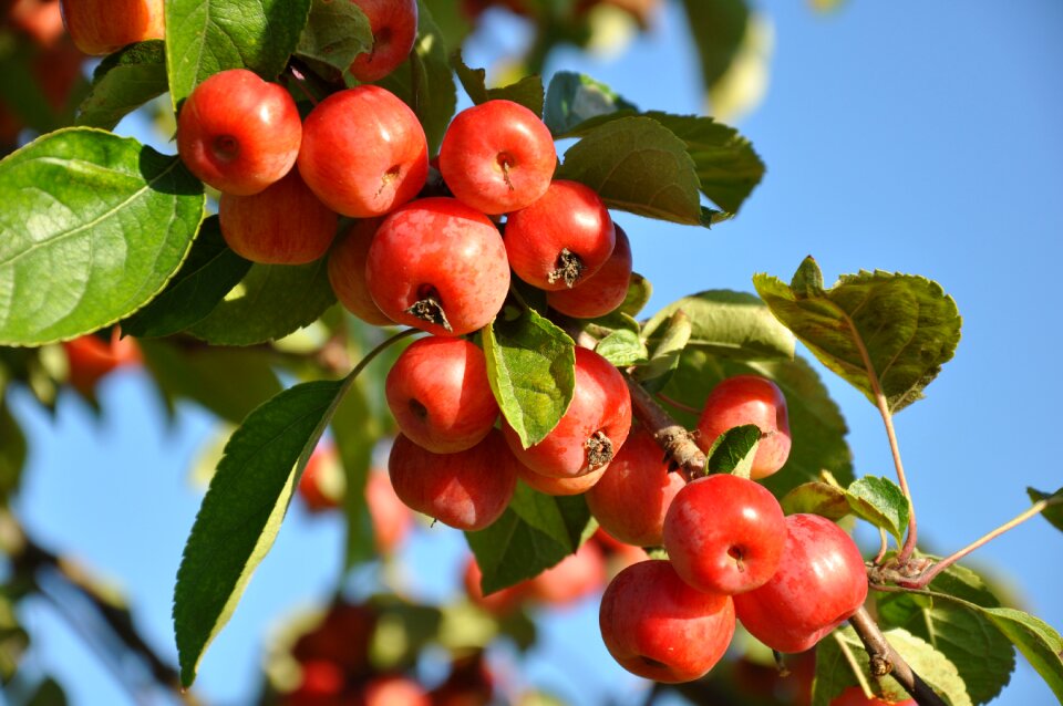 Spring red power