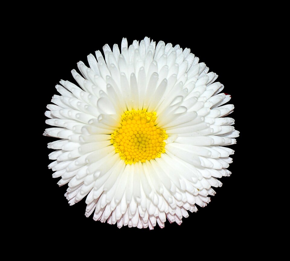 Blossom bloom black background