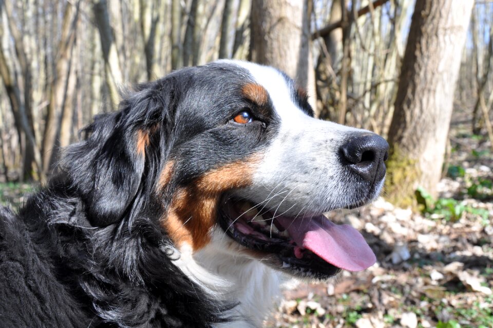 Nature family big dog