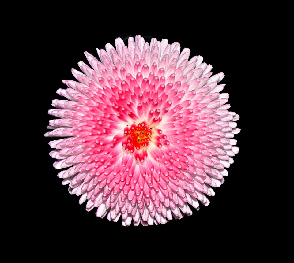 Pink white close up black background