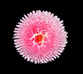 Pink white close up black background