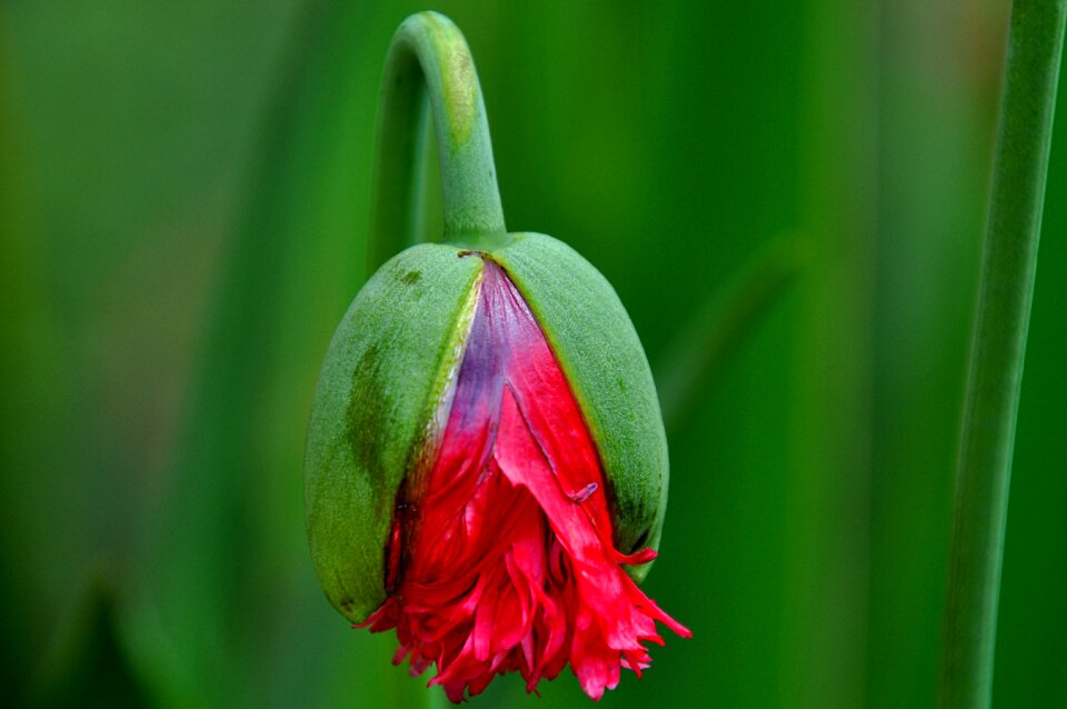 Poppy summer home garden