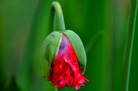 Poppy summer home garden
