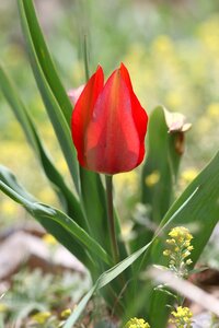 Red flower garden