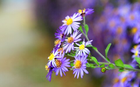Flower flowers violet photo