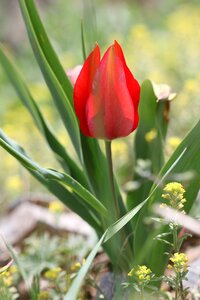 Flower garden plant