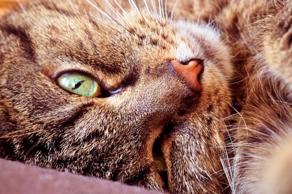 Cat's eyes portrait domestic cat