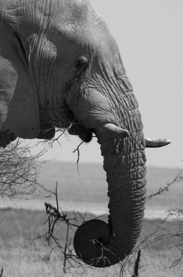 Etosha africa black and white