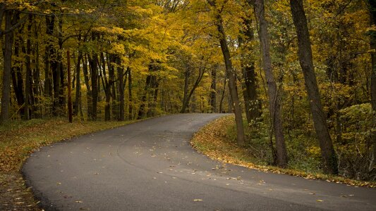 Yellow and green foliage fall trunk