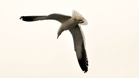 Bird seagull sky