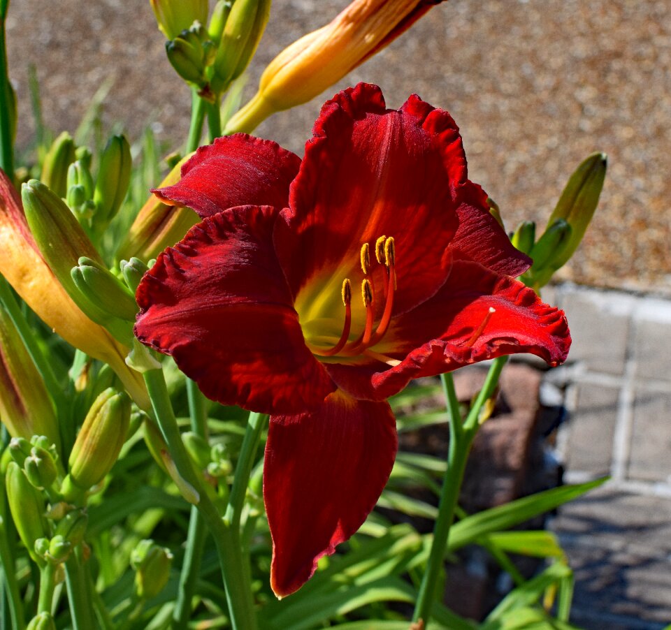 Bud flower blossom