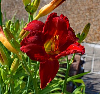 Bud flower blossom photo