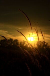 Summer sun nature