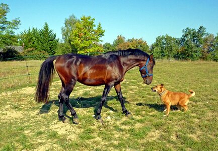 Prairie standard breeding photo