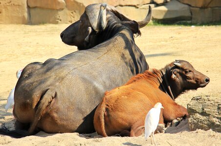 Africa animals mother photo