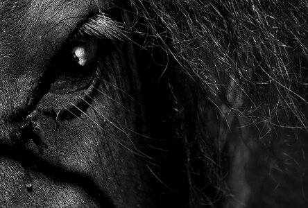 Nature pets black and white