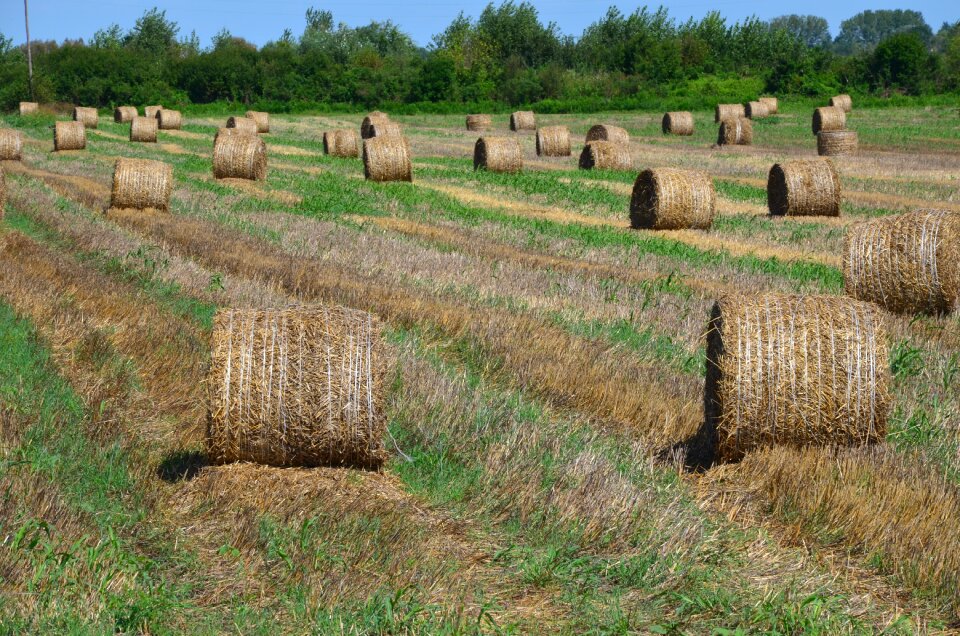 Hay bale hay straw straw bales