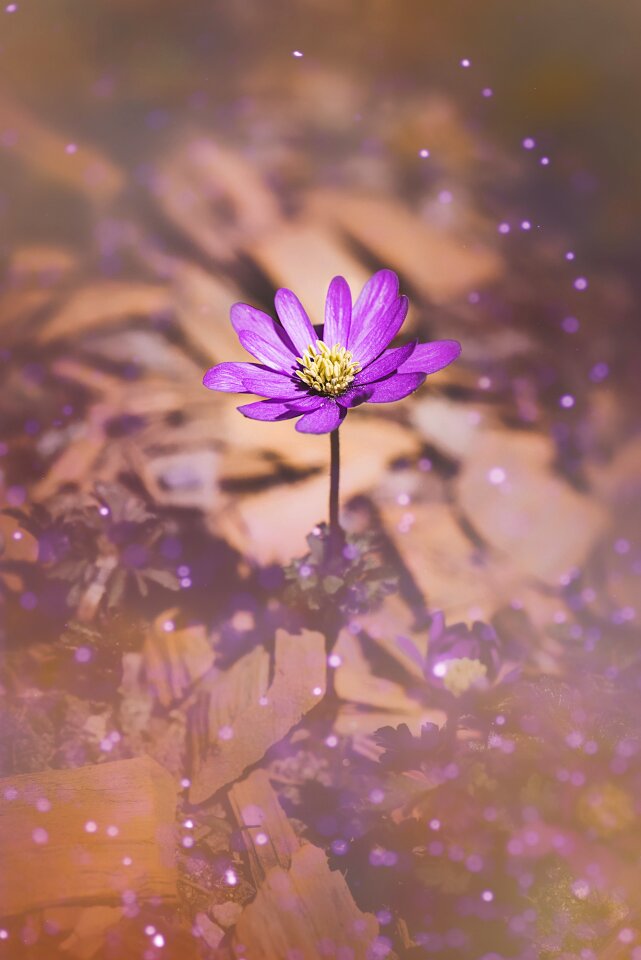 Flower blossom bloom
