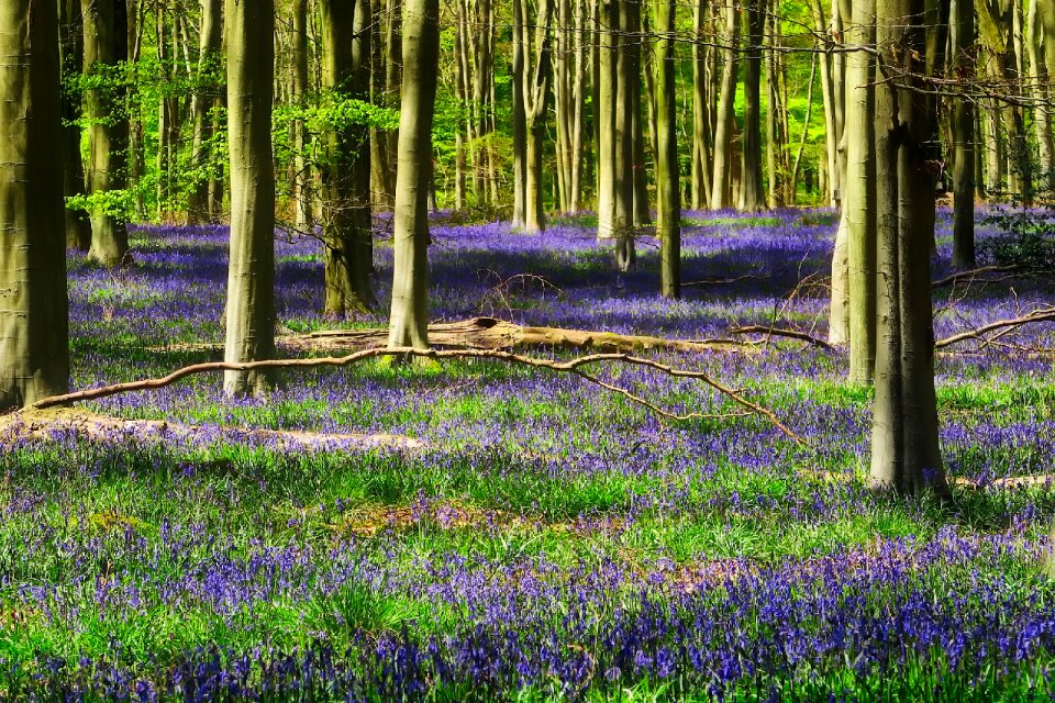 Lavender flowers plants