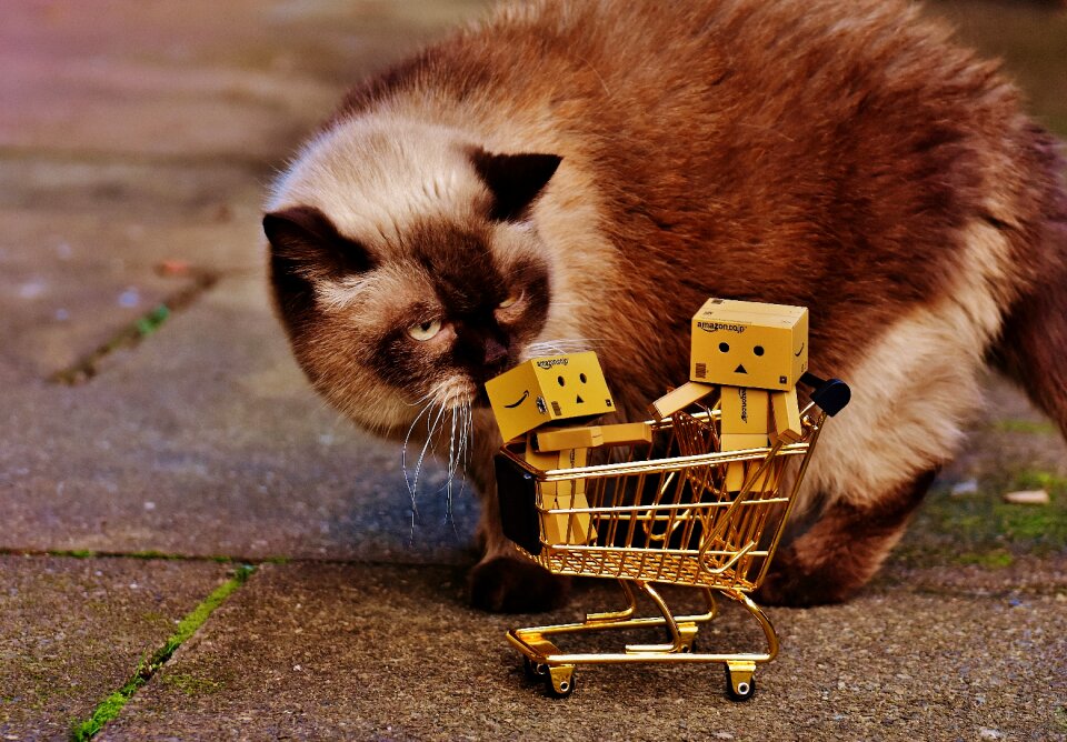 Shopping cat curious