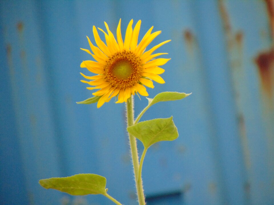 Beautiful flowers sunflower the sun