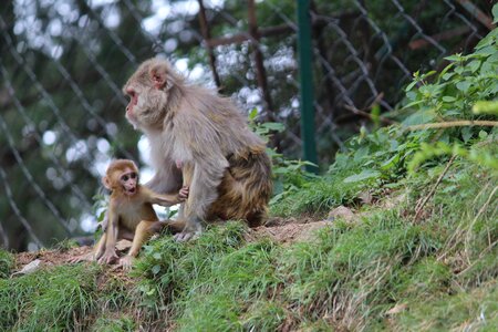 Mother monkey shimla rhesus macaques photo