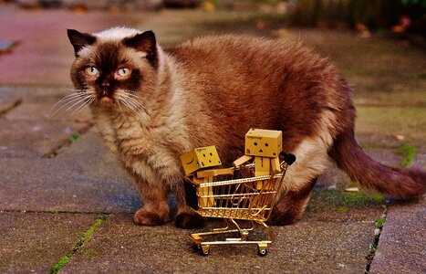 Shopping cat curious