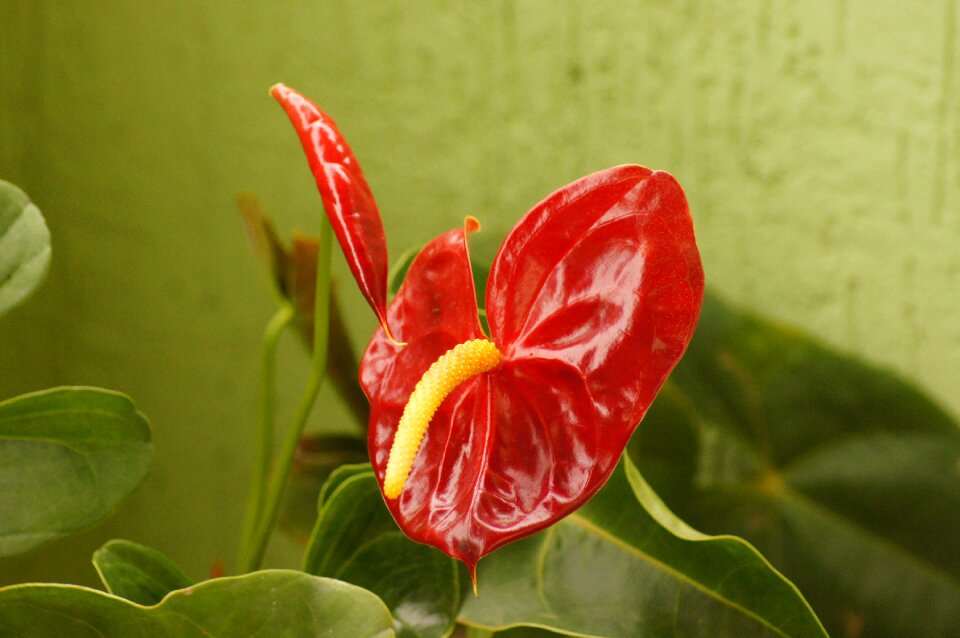 Florez nature armenia quindio
