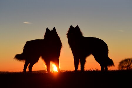 Backlighting standing dog belgian shepherd dog photo