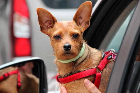 Portrait ears road