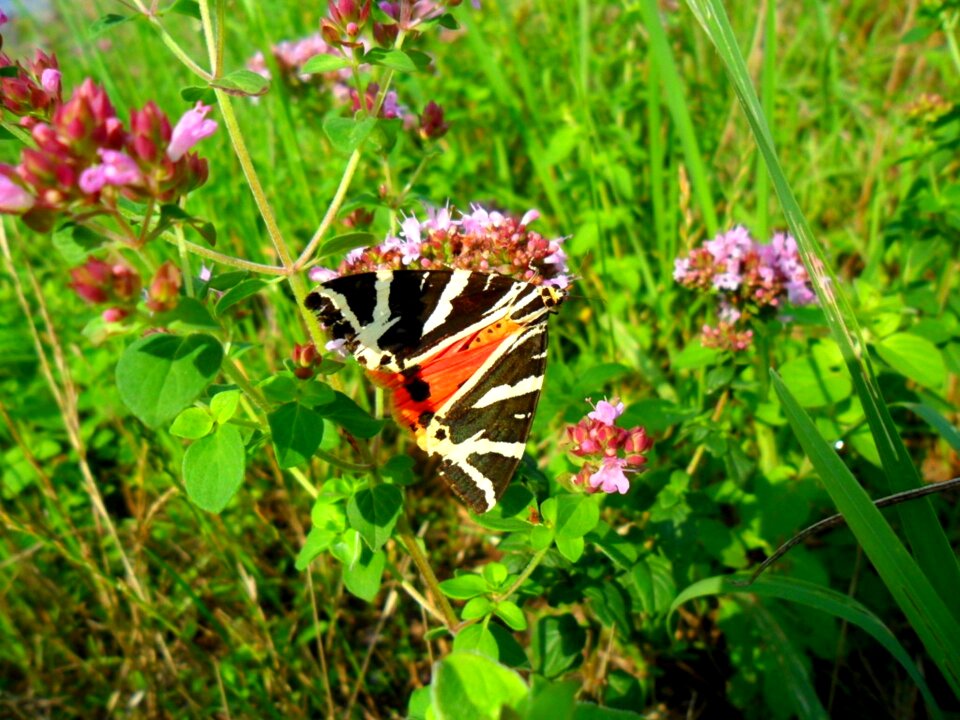 Wing color colorful