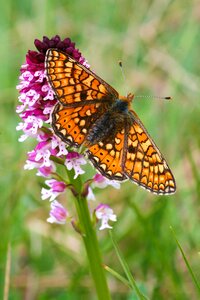 Orchid butterfly flowers
