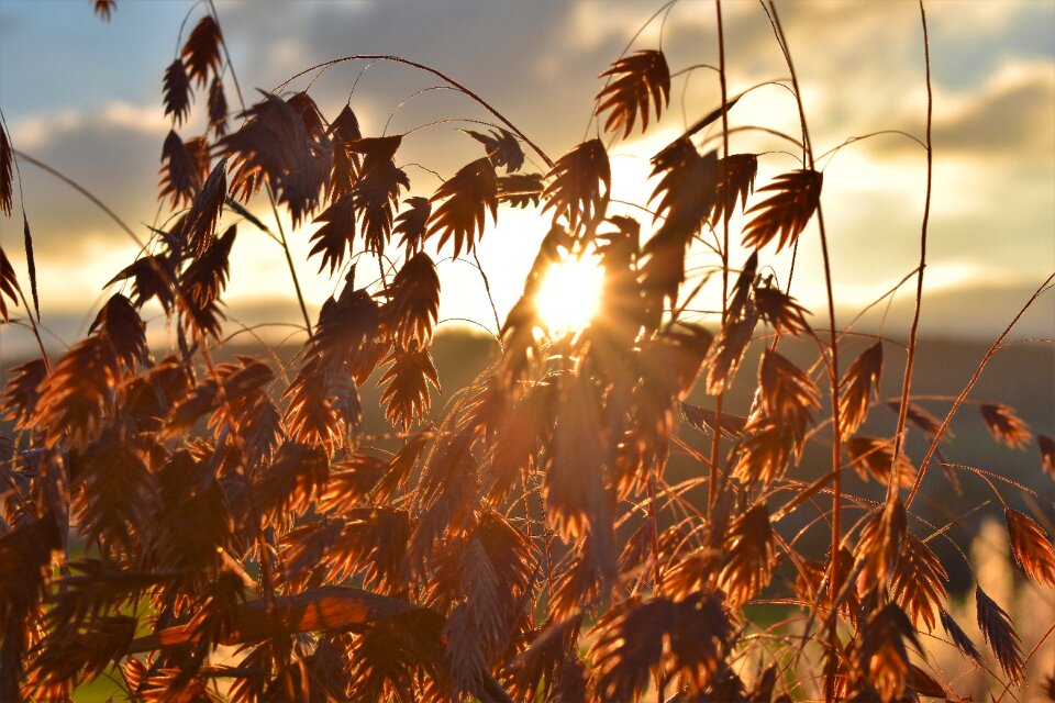Backlighting sunrise blade of grass