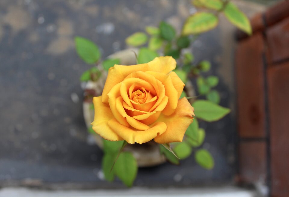 Flower floral romantic