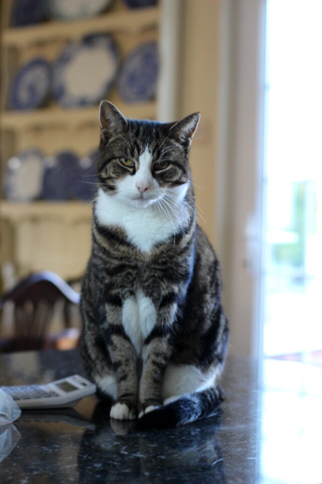 Pet animal portrait domestic cat