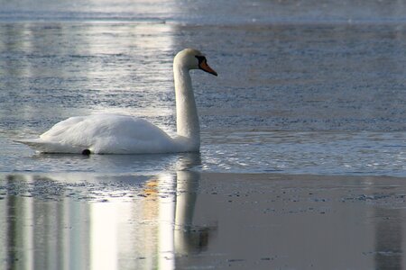 Frost water lake photo